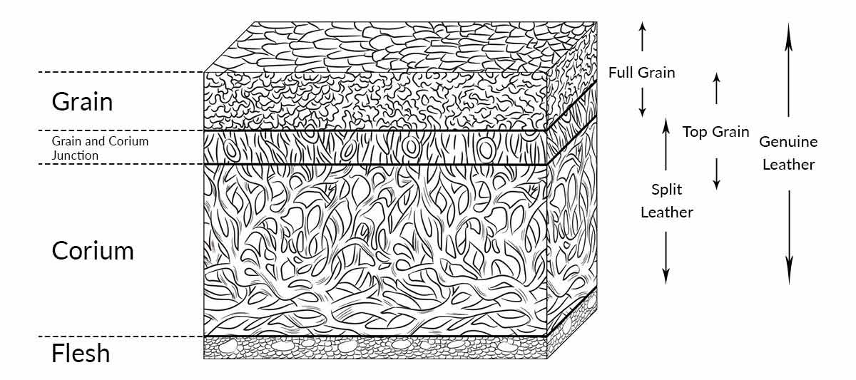 Cross-Section Illustration of a co skin with the different leather grades.