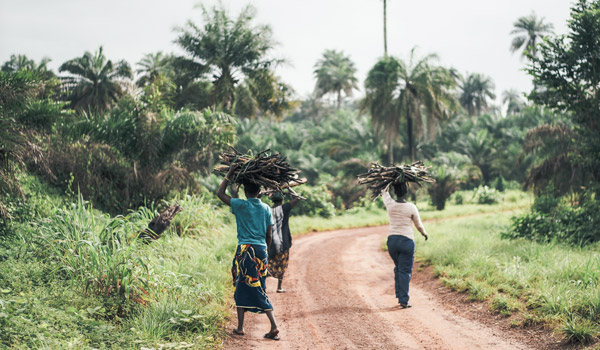 African women carrying wood on their head