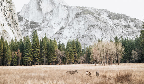 Deer grazing in the grass next to a forest