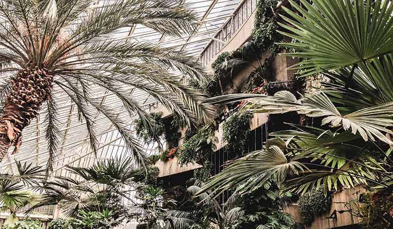 Inside the glasshouse of the Barbican Conservatory in London that is filled with exotic plants.