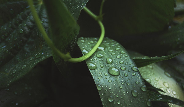 Leaves with drops of rain water